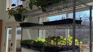 Un meuble métallique à plusieurs niveaux, servant d’étagère, où sont disposées des plantes en pot, placé à l’intérieur, près de grandes fenêtres qui laissent entrer la lumière naturelle.