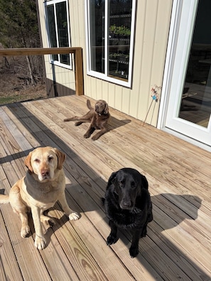 Un pontile in legno con due cani, uno chiaro e uno scuro, e una casa con finestre e una porta.