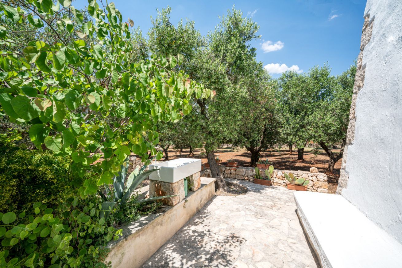 An outdoor patio area with a stone floor, surrounded by olive trees and a white wall.