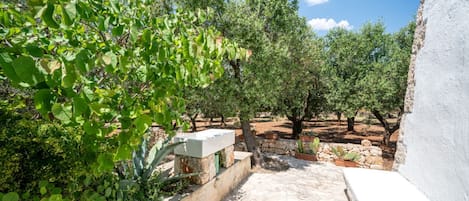 An outdoor patio area with a stone floor, surrounded by olive trees and a white wall.