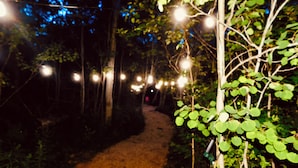 A dirt path flanked by greenery and illuminated by string lights.