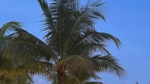 Ein tropisches Resort mit Poolbereich, Palmen und einer überdachten Sitzgelegenheit mit Lichterketten.