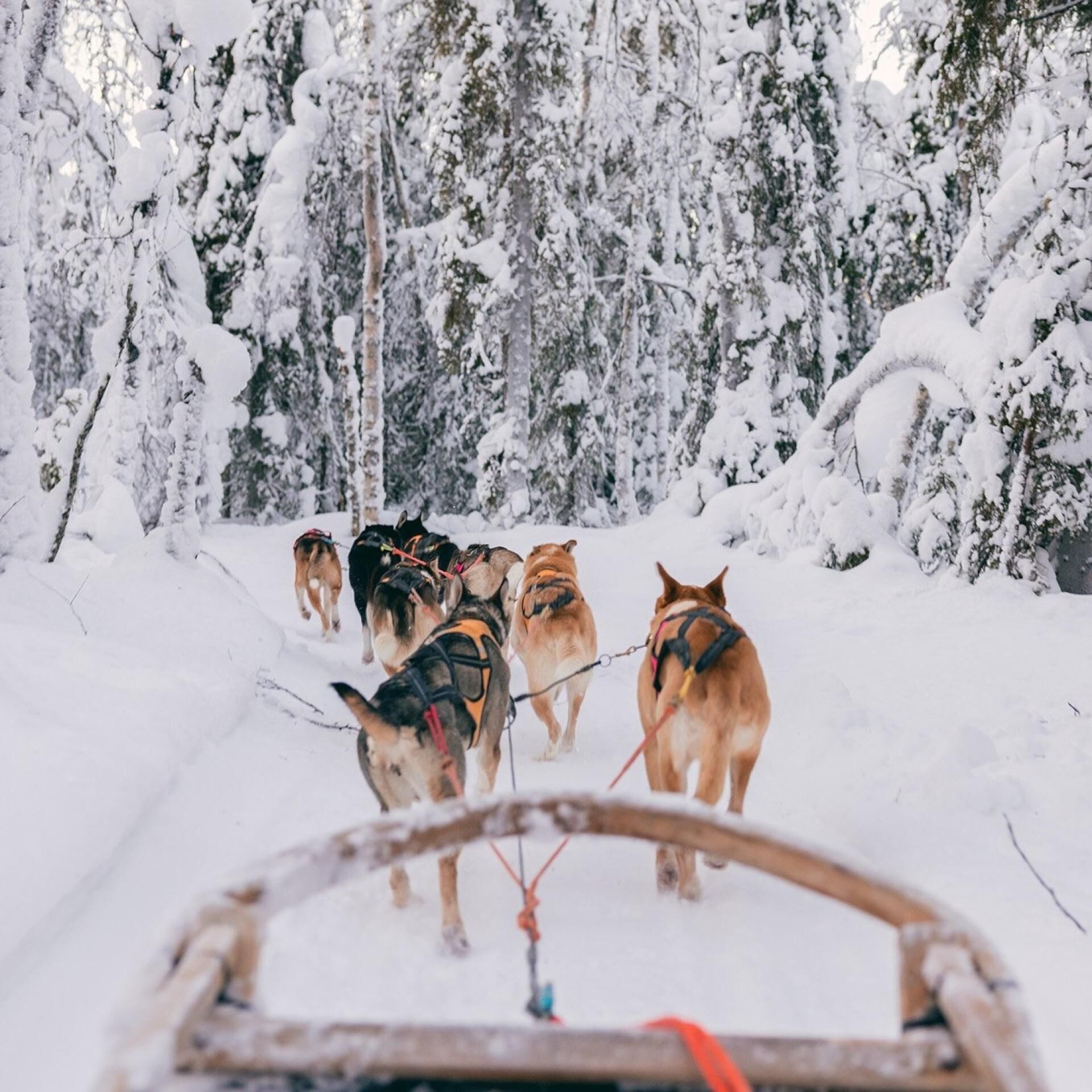 Un grupo de perros de trineo arrastran un trineo por un bosque nevado.