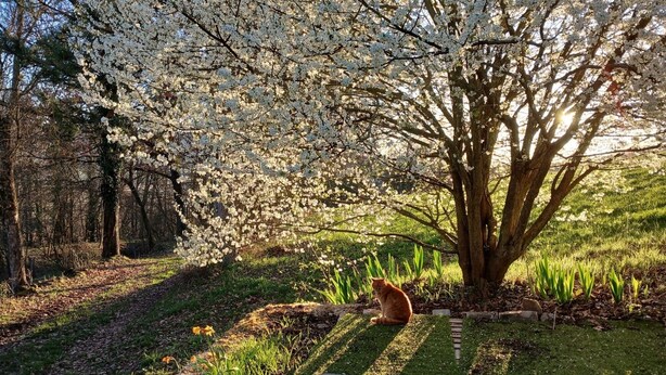 Een kat zit onder een bloeiende boom in een park.