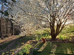 Un jardin avec un chat, des arbres et une pelouse.