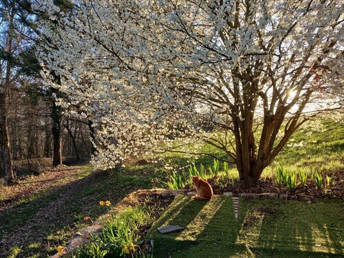 “Yurt” Guest Room with Mountain View and Shared Garden