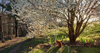 “Yurt” Guest Room with Mountain View and Shared Garden