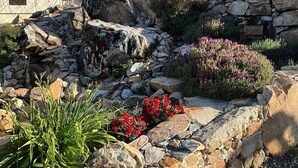 Un jardin rocailleux avec un muret en pierre, des fleurs rouges et une structure en forme de tente.