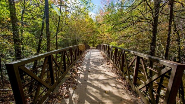 A wooden bridge with a metal railing, surrounded by trees and fallen leaves.