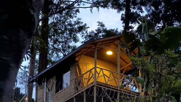 A wooden cabin with a balcony, surrounded by trees and plants.