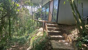 Una escalera de piedra conduce a un edificio moderno con grandes ventanales, rodeado de vegetación densa.