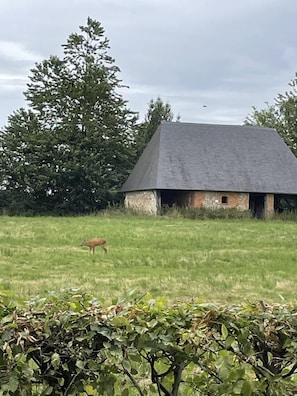 Ländliche Landschaft mit Scheune, einem Reh auf der Wiese und dichter Baumgruppe im Hintergrund.