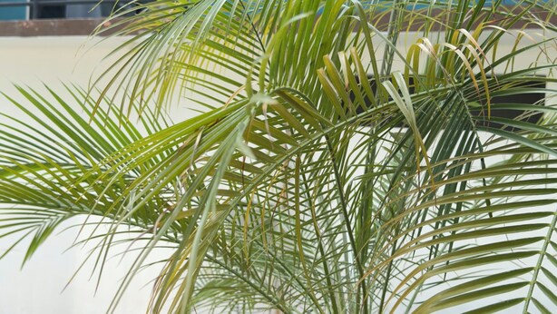 A palm tree in a courtyard with a building in the background. - King Bed Climate TV Internet Hot water Parking Garden Central location (Chiapa de Corzo)