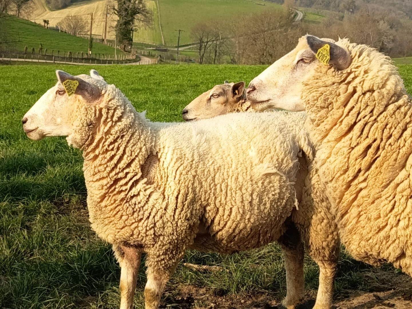 Trois moutons se tiennent dans un champ herbeux.