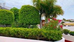 Un jardín en la azotea con arbustos bien cuidados, una palmera y un edificio con fachada roja y blanca.