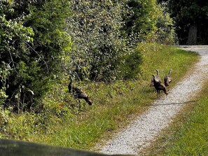 Miscellaneous - 4-bedroom farmhouse on 32 acres of private land with fishing pond and creek. (Freetown)