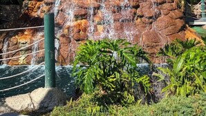 A waterfall feature with a wooden deck and a stone structure. - Clearwater Paradise/Hot Tub & Backyard Bliss/Near Beach+Hotspots (Clearwater)