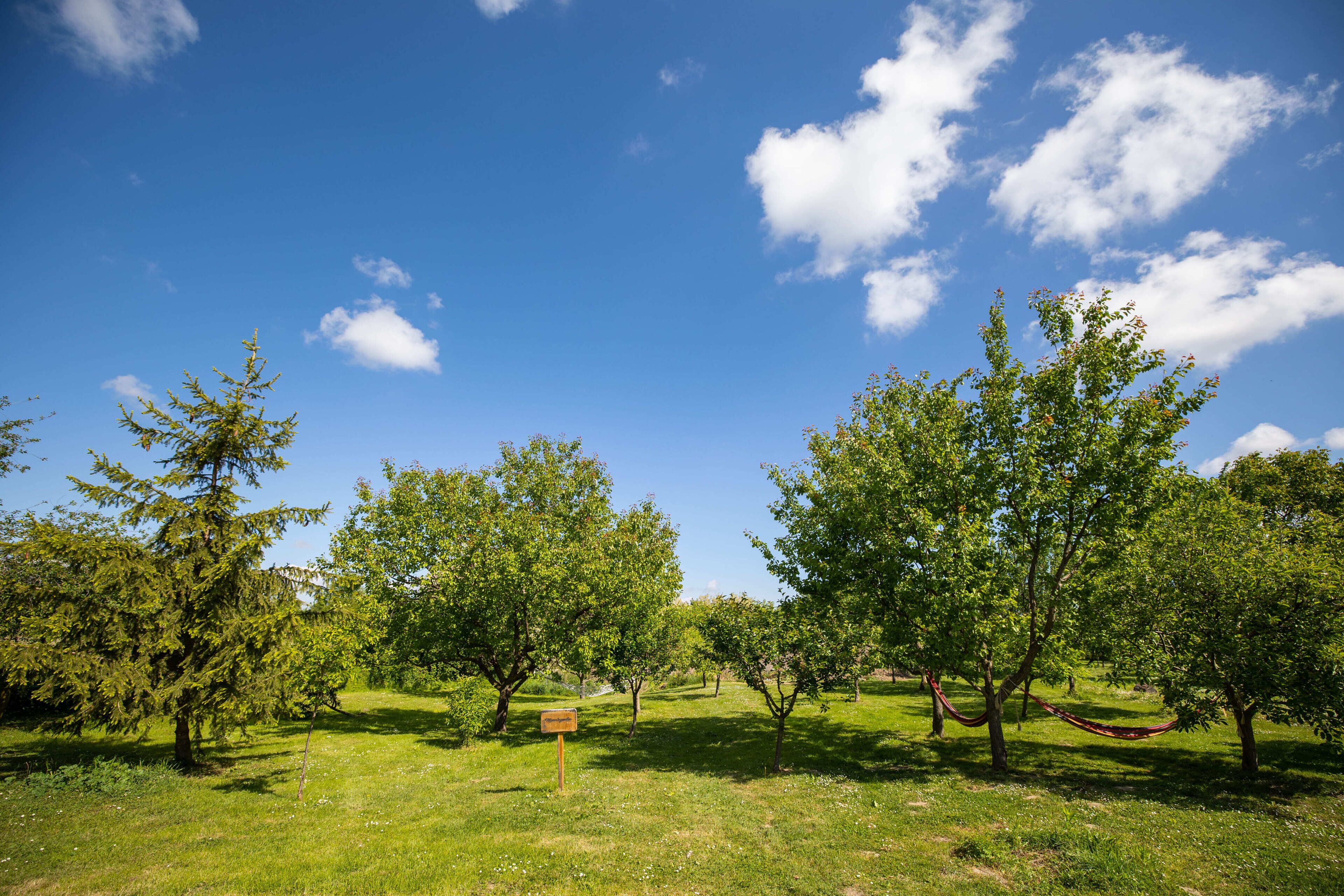 Un espace verdoyant avec des arbres et un hamac.