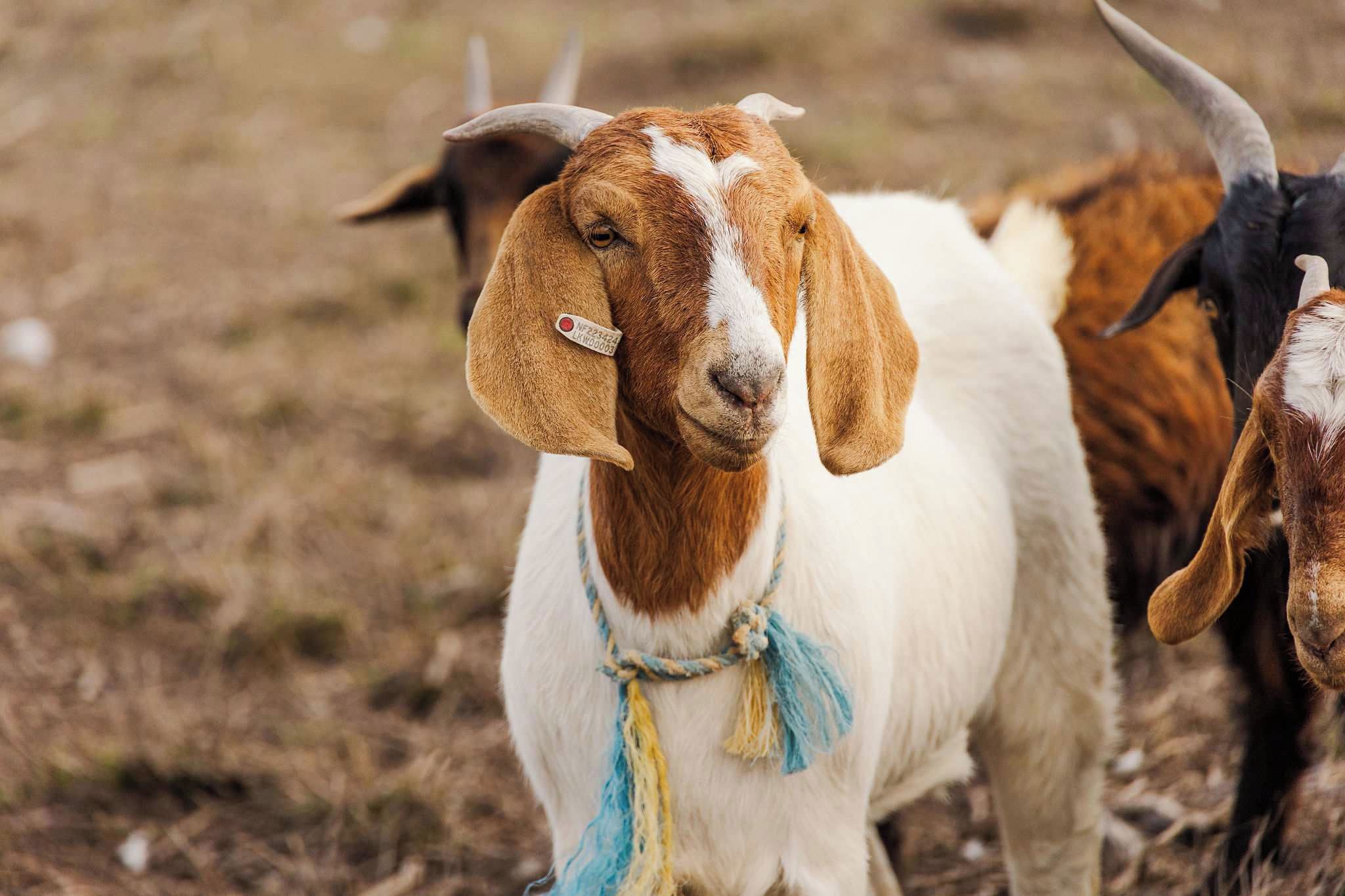 Une chèvre porte une étiquette à l’oreille et se tient dans un champ herbeux.