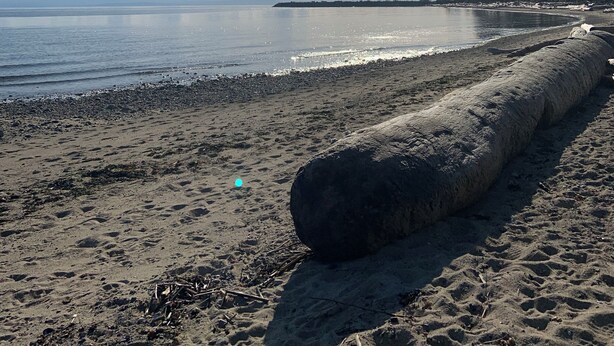 A beach with a large log, calm water, and distant mountains.