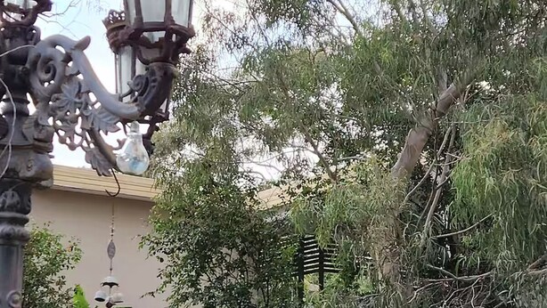 Un jardín con un arbusto blanco floreciente, un farol decorativo y un edificio al fondo.