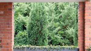 A brick wall with a window overlooking dense green foliage. - Towncottage Tenterfield Stay with Scenic Views (Tenterfield)