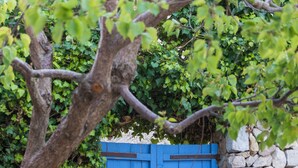 Un portón de madera azul, un muro de piedra y un árbol con hojas verdes.