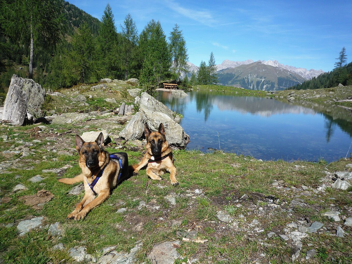 Dos perros descansando sobre césped cerca de un lago con montañas al fondo.