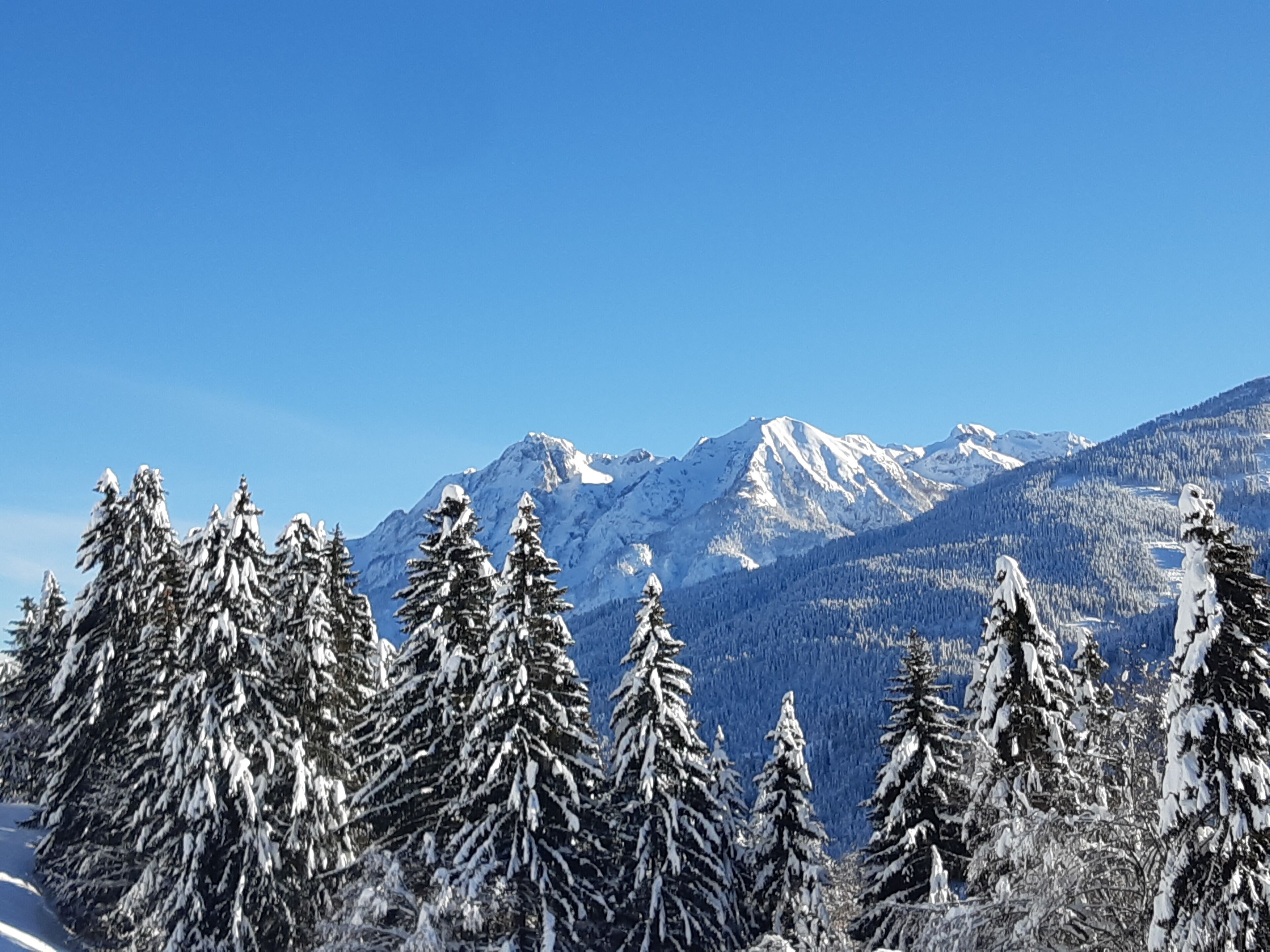 Un paisaje montañoso nevado, con árboles de hoja perenne en primer plano y un cielo azul despejado.