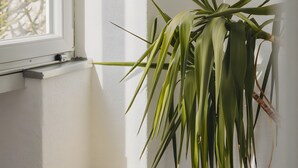 Ein Zimmer mit Fenster, einer Pflanze, einem gelben Tisch und einem blauen Stuhl.