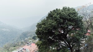 Ein Baum in einer hügeligen Landschaft, im Hintergrund sind Gebäude zu sehen.