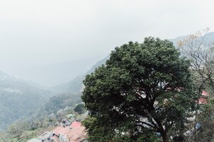A tree in a hilly area with buildings in the background.