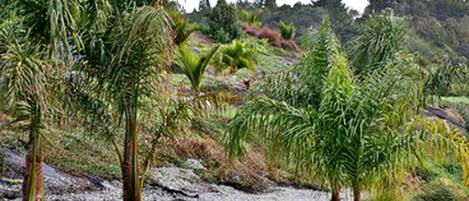 A natural landscape with various types of vegetation, including palm trees and shrubs.