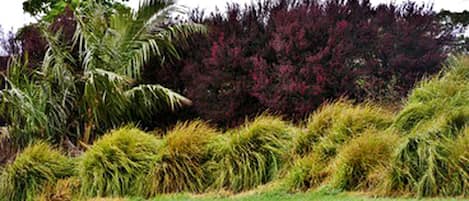 Un jardin aménagé avec différentes plantes et un palmier.