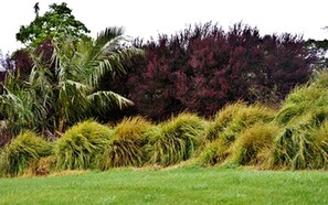 Un jardín ajardinado con diversas plantas y una palmera.