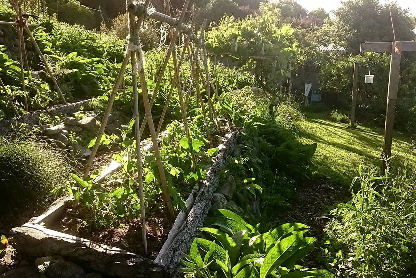 Un jardin avec des plates-bandes surélevées, une treille en bois et une variété de plantes.