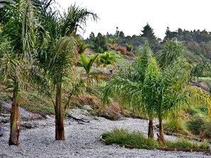 A natural landscape with various types of vegetation, including palm trees and shrubs.
