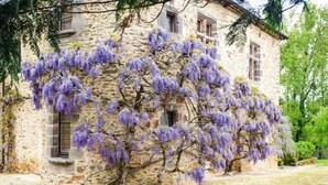A stone building with a wisteria vine covering the walls. - Chateau for rent (Aix)