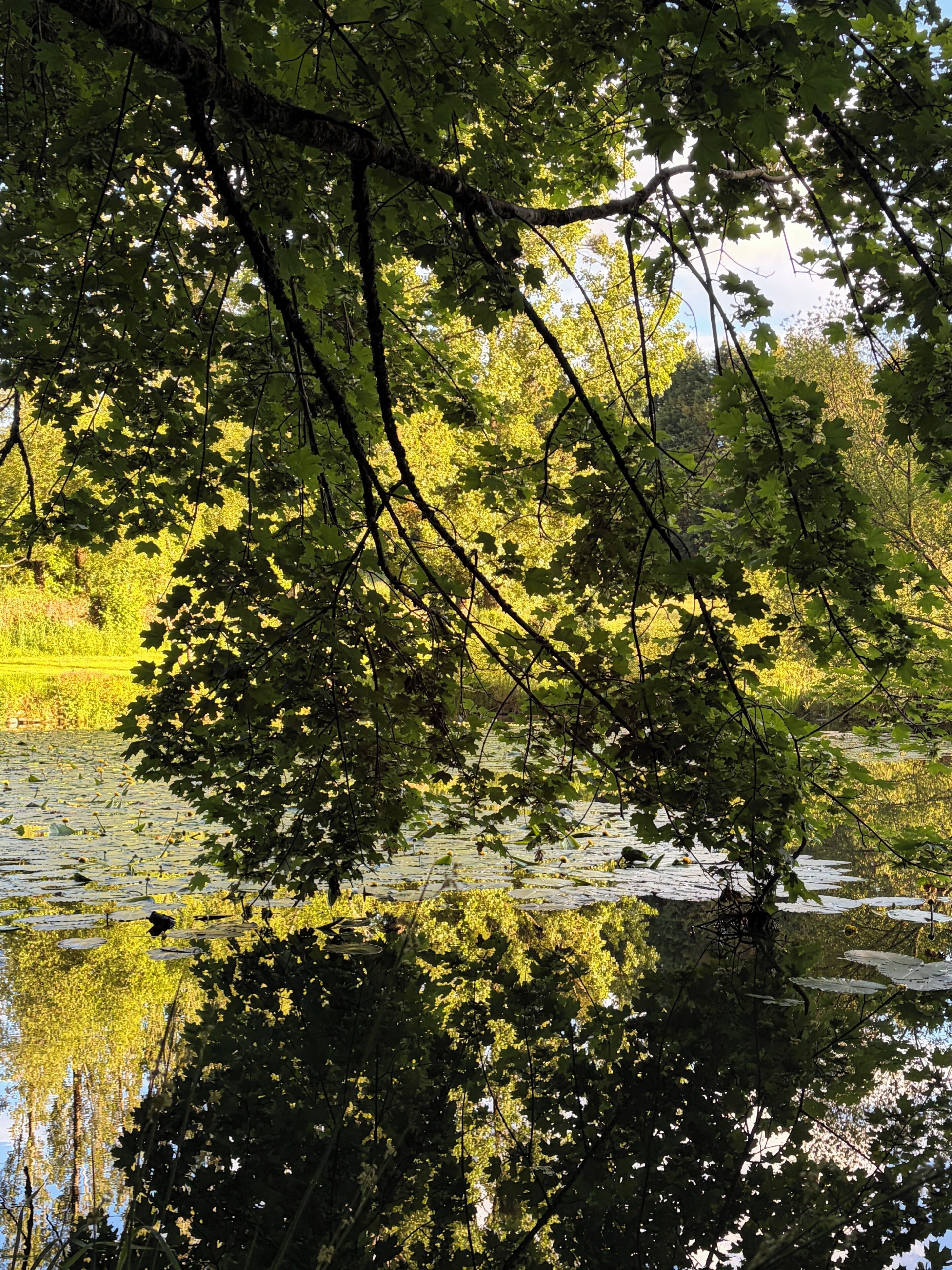 A natural landscape with trees and a body of water.