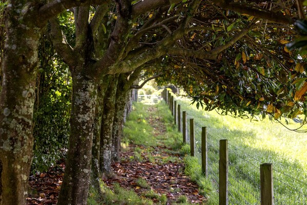 Un sentier bordé d’arbres et délimité par une clôture en bois.