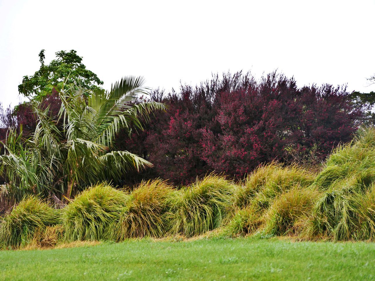 A landscaped garden with a palm tree, dense shrubbery, and a variety of flowering plants.
