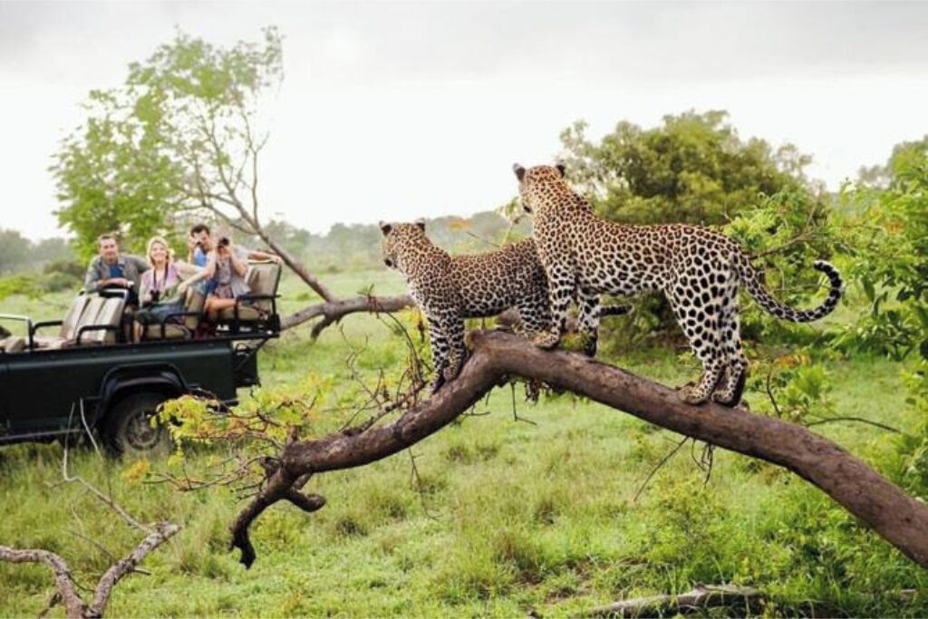 Un vehículo safari con cuatro pasajeros observando leopardos en una rama de árbol.