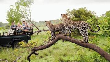 Un vehículo safari con cuatro pasajeros observando leopardos en una rama de árbol.