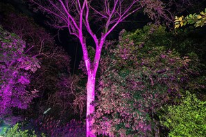 Un arbre illuminé d’une lumière violette.
