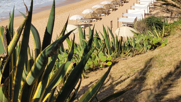 Een strand met golven, een zandstrand en een rij witte parasols.