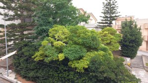 Ein Wohngebiet mit üppiger Vegetation, darunter ein großer Baum und eine kleinere Nadelbaumart.