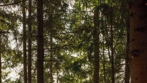 A person performing yoga in a forested area with tall trees and a wooden platform. - Hotel Gut Sein  (Sankt Georgen im Lavanttal)