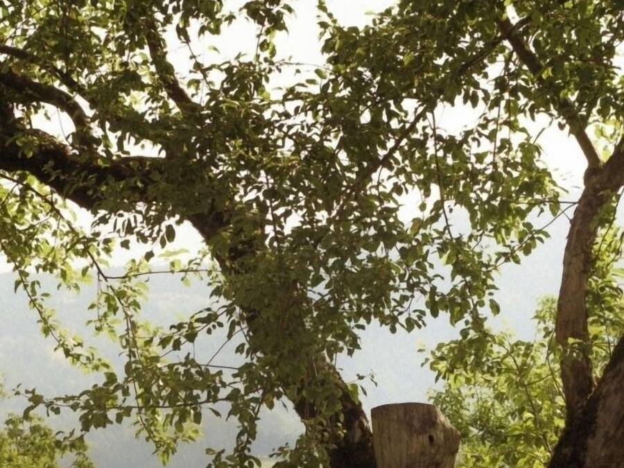Una persona tocando un árbol en un campo cubierto de hierba.