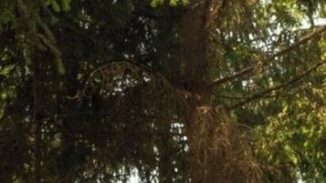 Una persona de pie con los brazos extendidos en un bosque.