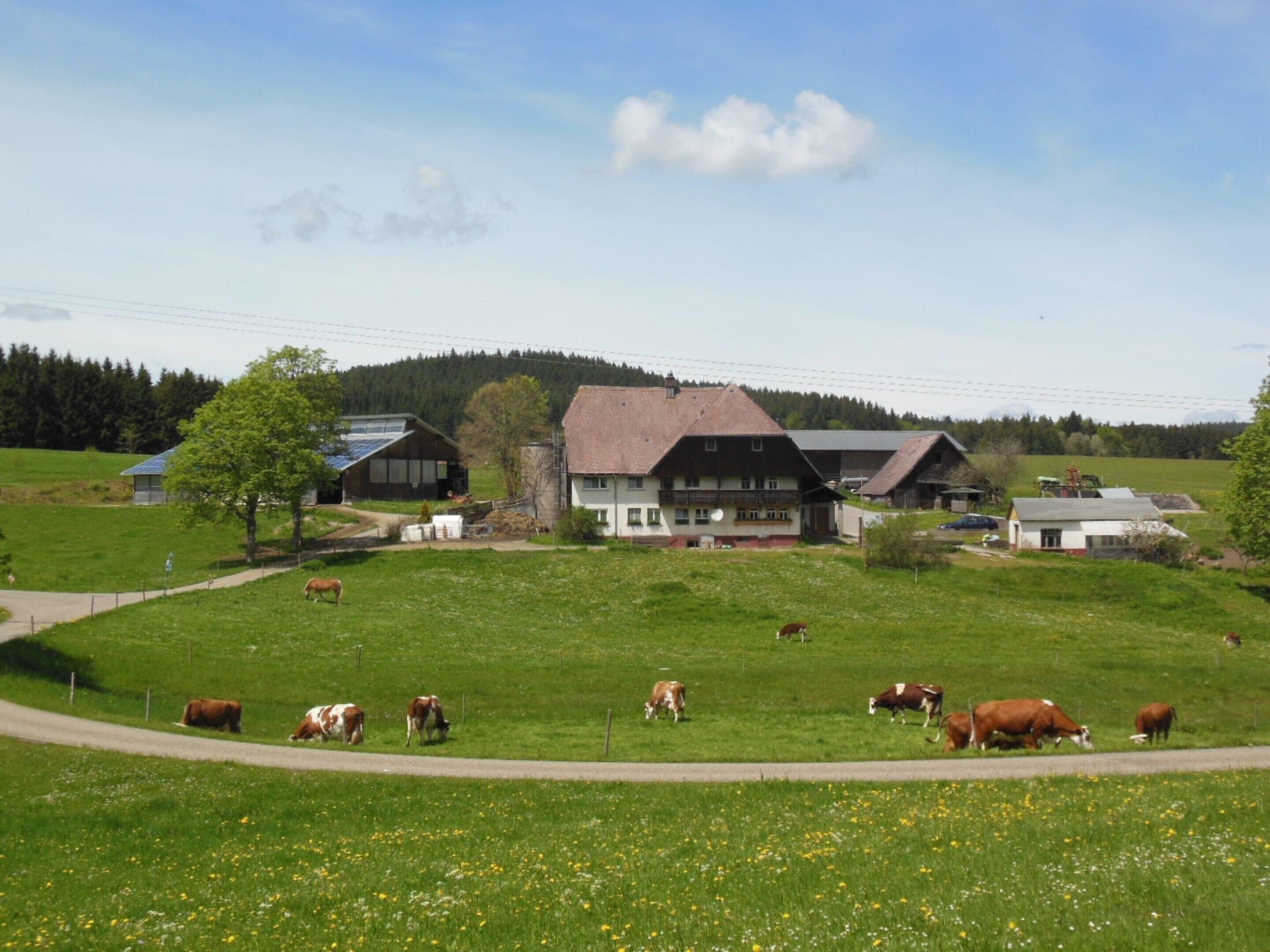 A rural setting with a large building, possibly a farm house, surrounded by green fields and cows grazing.